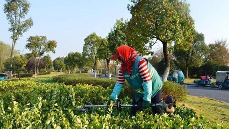 边坡绿化喷播植草，这些注意事项你了解吗？**