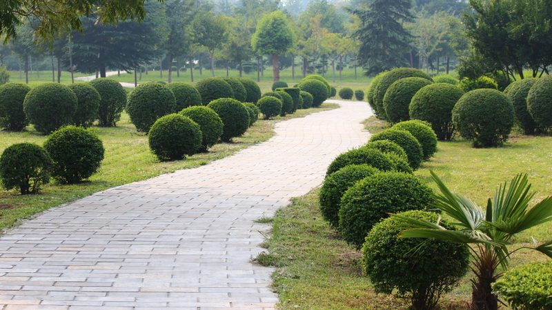 立体绿化植物墙：打造城市绿色空间的秘密武器**