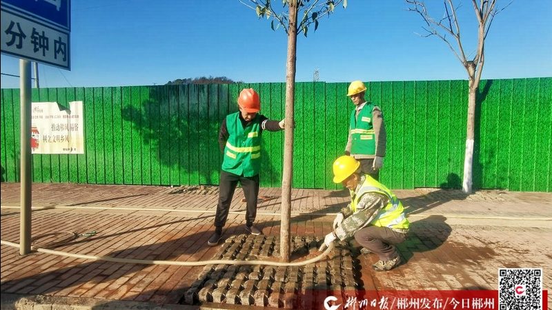 如何有效提升苗木补植成活率？**