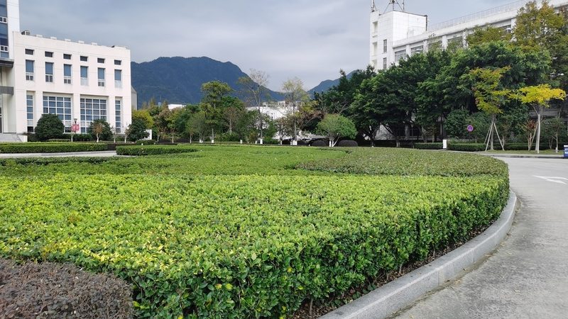 补播草籽，如何选择合适的品种与流程？**