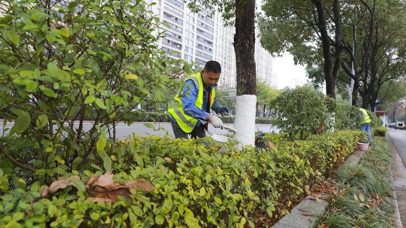 道路绿化养护：灌木修剪高度如何把握？**